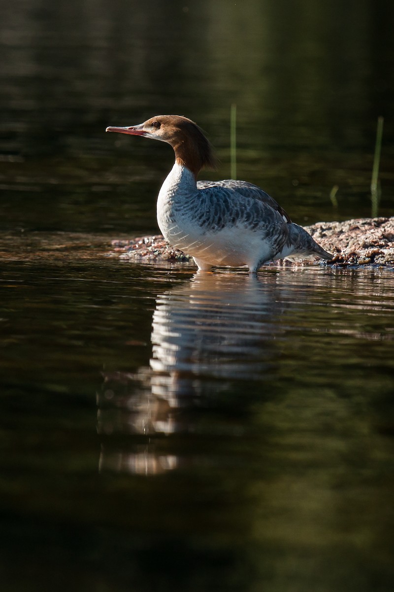 Common Merganser - ML57179541