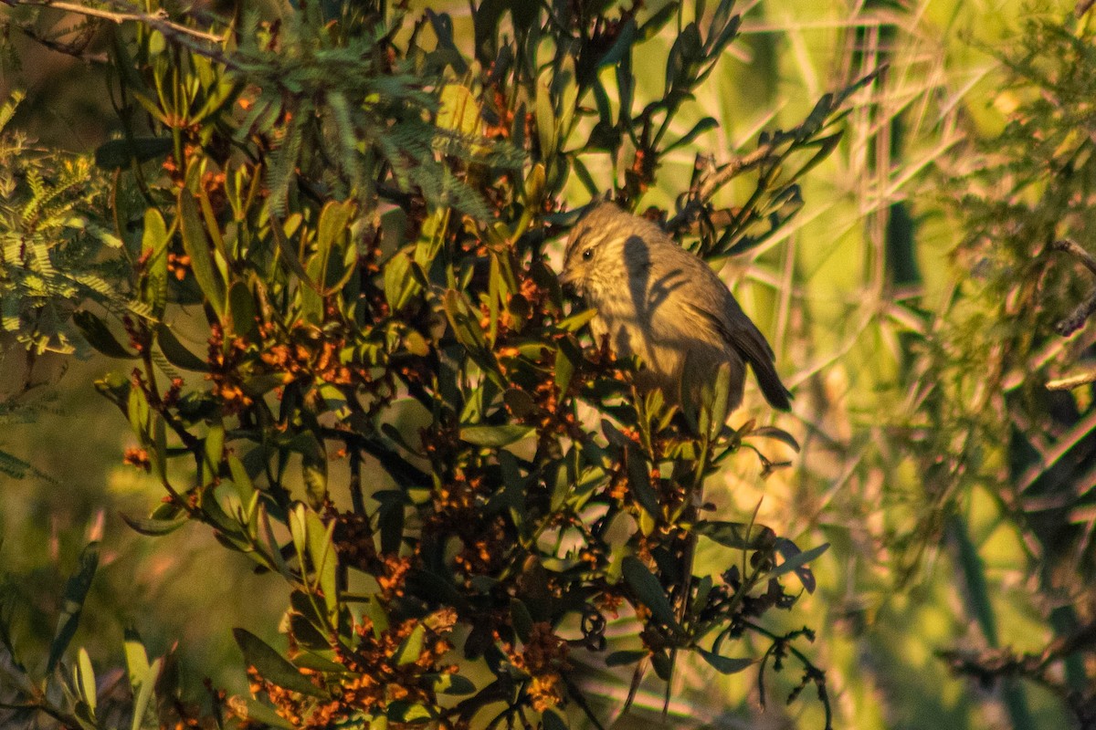 Tufted Tit-Spinetail - ML571795801