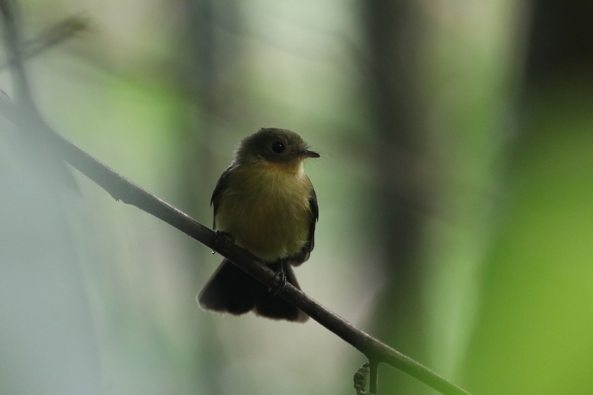 Black-tailed Flycatcher - ML571796131