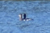 Ring-necked Duck - ML571796451
