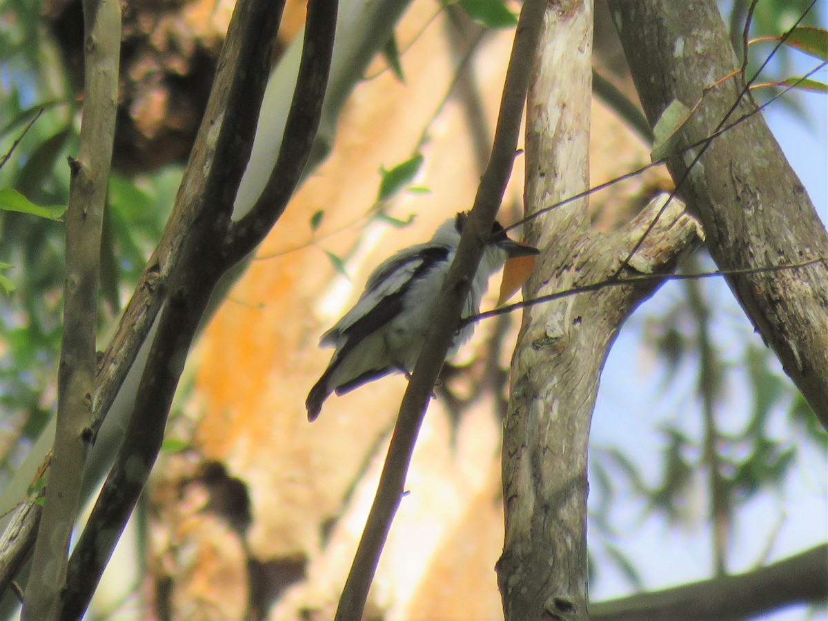 Black-crowned Tityra - Blaise RAYMOND