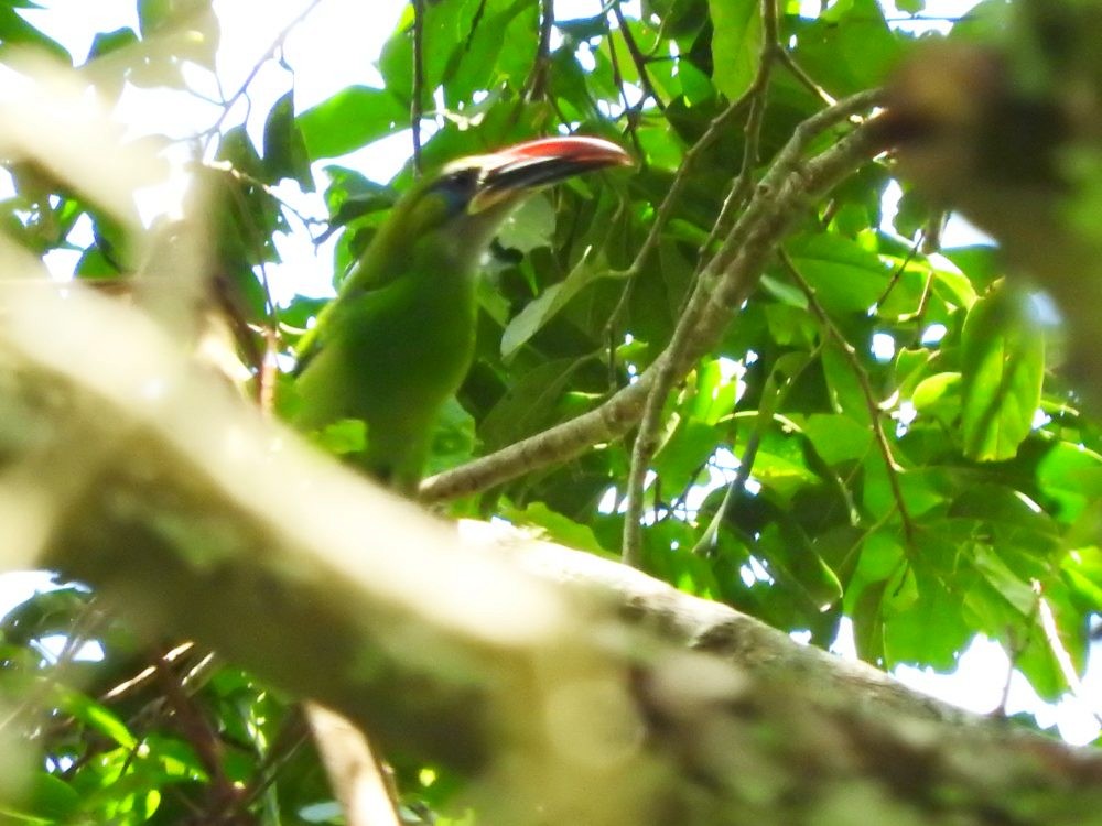 Groove-billed Toucanet - ML571797821