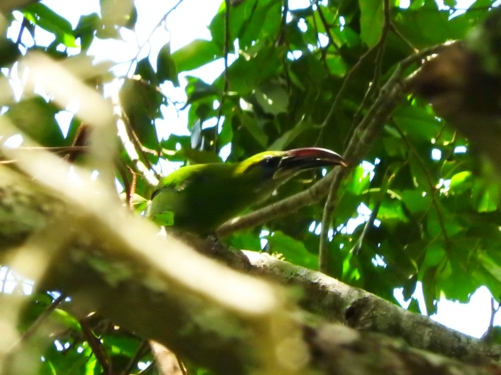 Groove-billed Toucanet - ML571797831