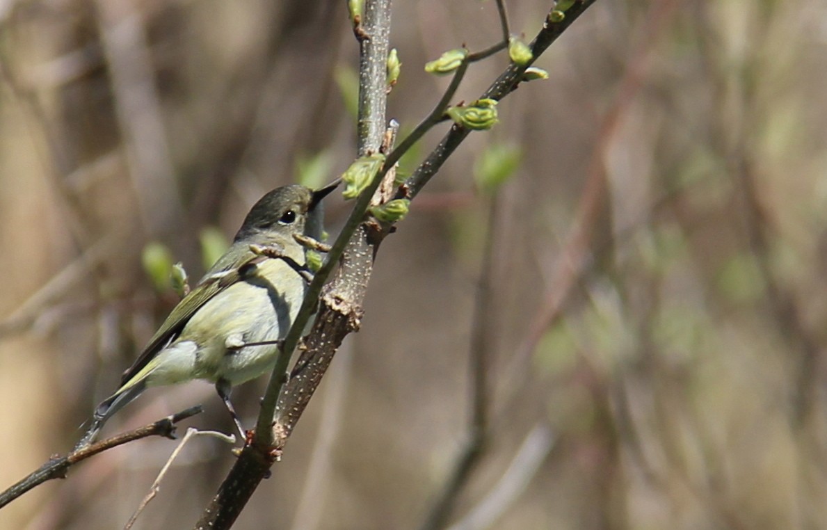Ruby-crowned Kinglet - L. Shay