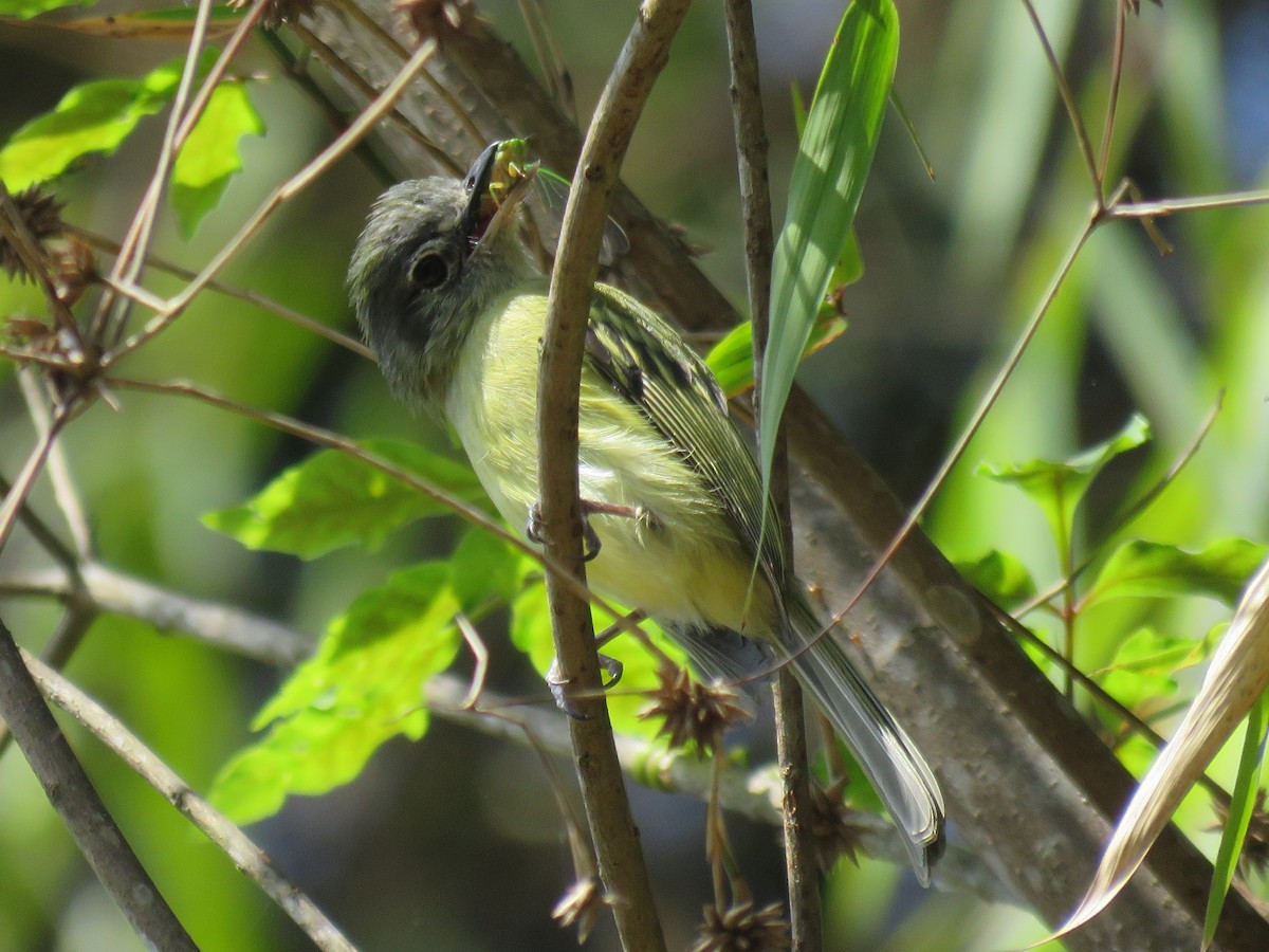 Yellow-olive Flatbill (Sooretama) - ML571798311