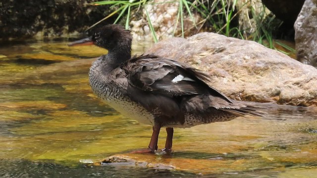 Brazilian Merganser - ML571798371