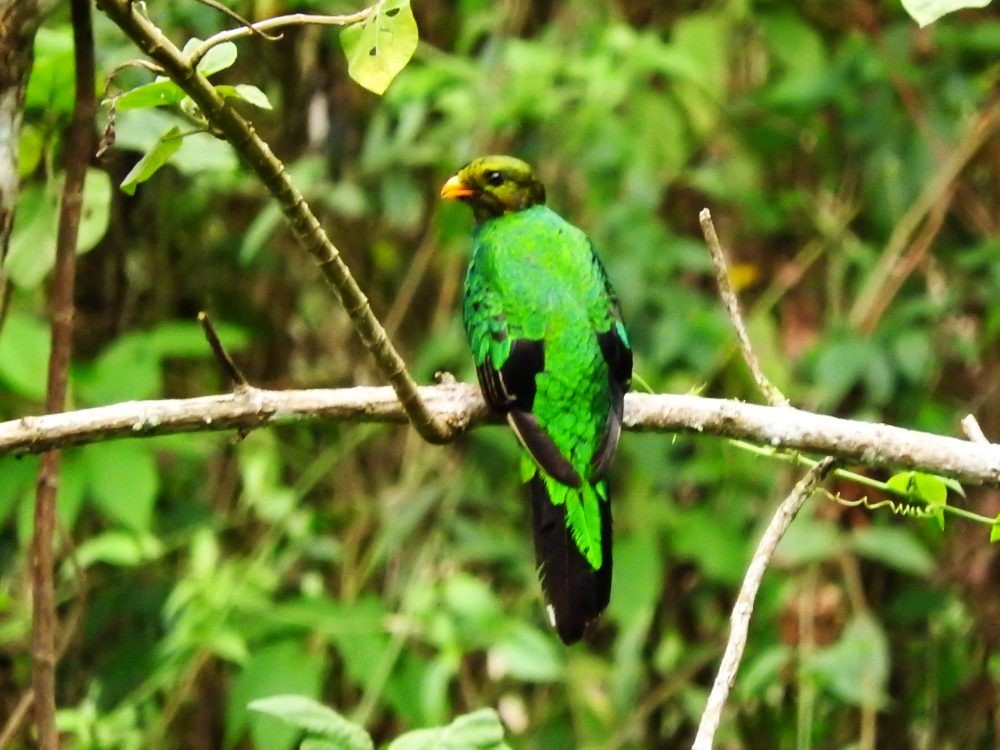 White-tipped Quetzal - ML571798681