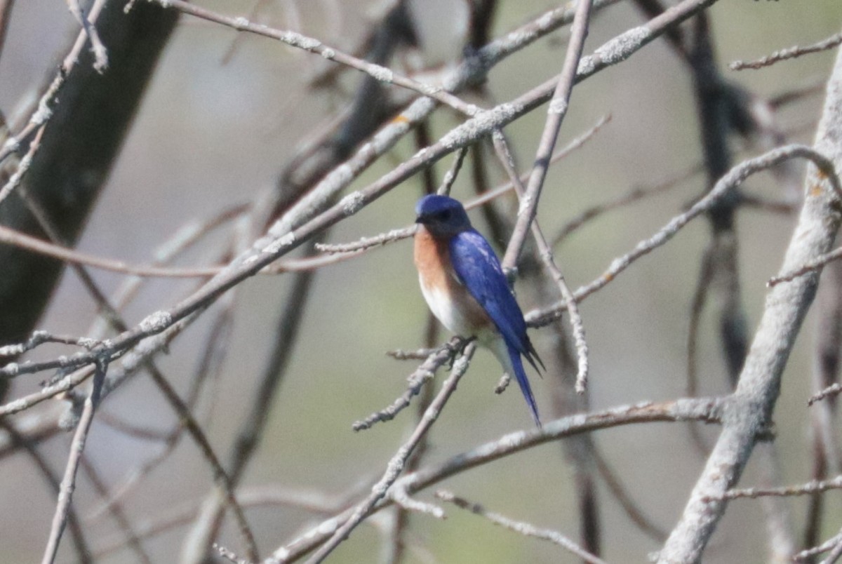 Eastern Bluebird - Émile Brisson-Curadeau