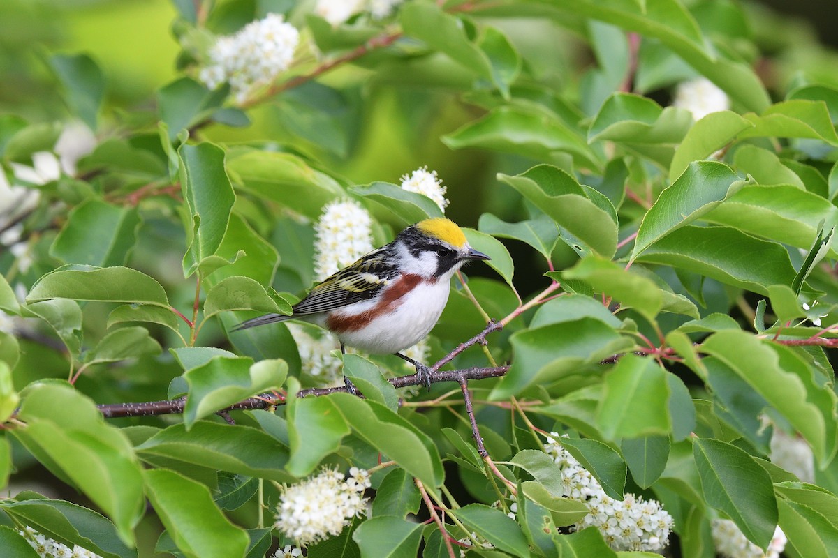 Chestnut-sided Warbler - ML571799621