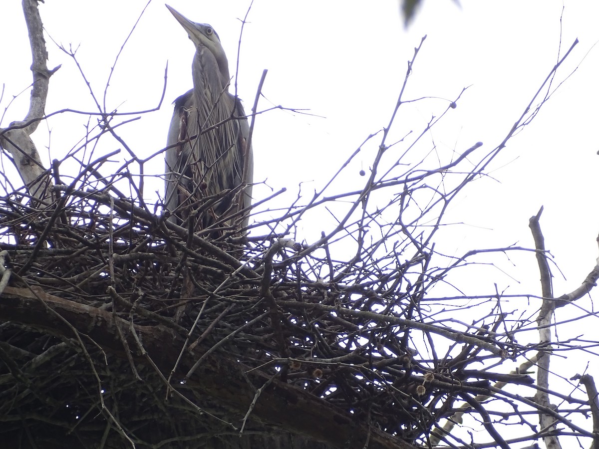 Great Blue Heron - ML571799721