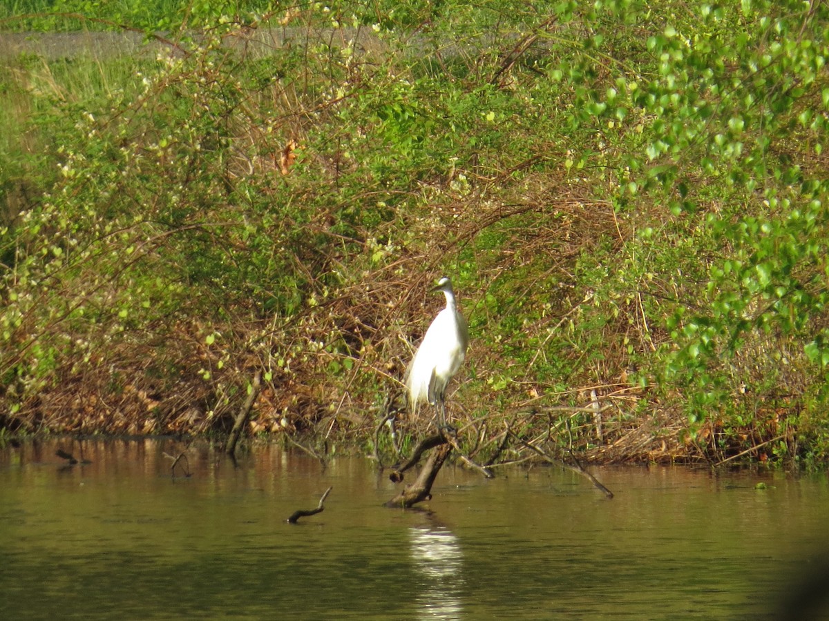 Great Egret - ML57180001