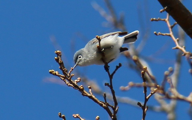 Blue-gray Gnatcatcher - L. Shay