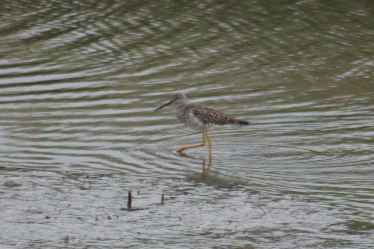 Greater Yellowlegs - Nathan O'Reilly