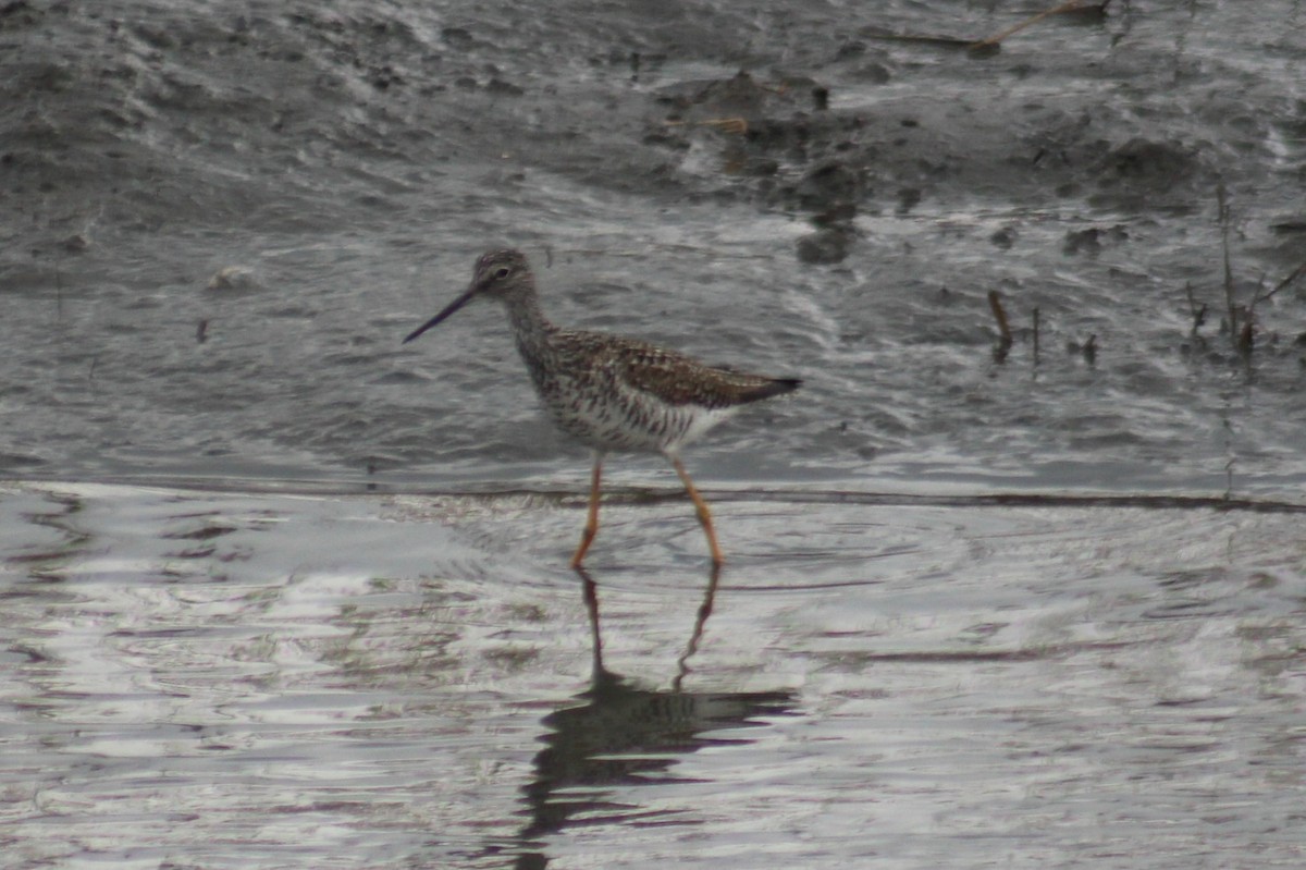 Greater Yellowlegs - Nathan O'Reilly