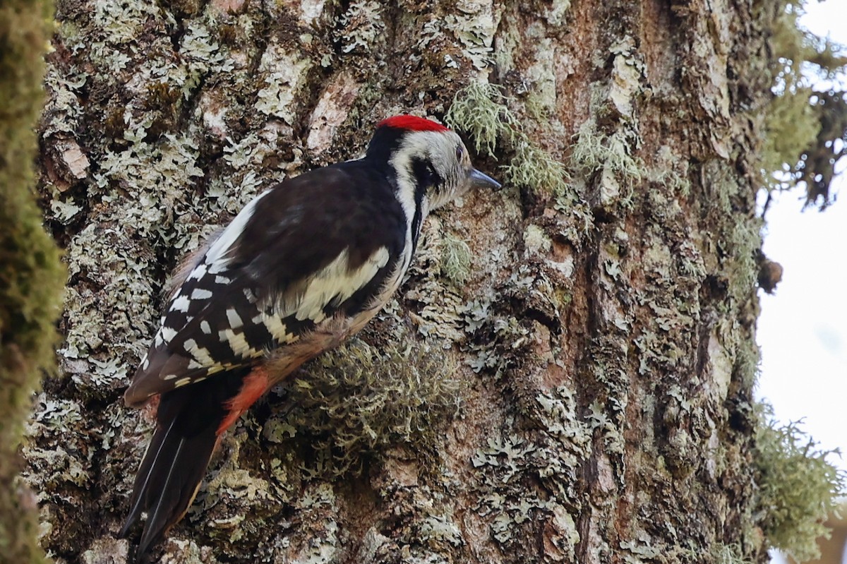 Middle Spotted Woodpecker - ML571800911