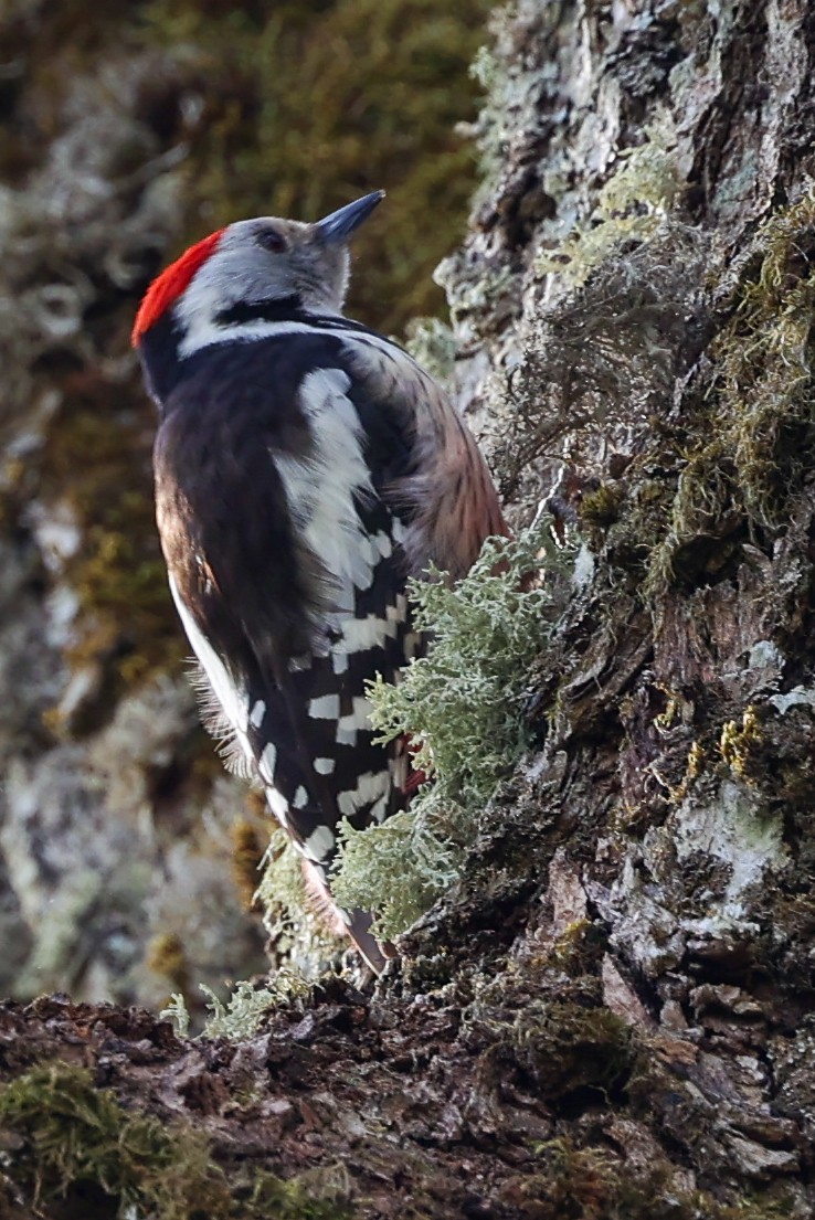Middle Spotted Woodpecker - ML571800921