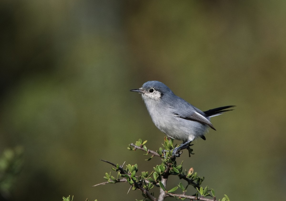 Masked Gnatcatcher - ML571801551