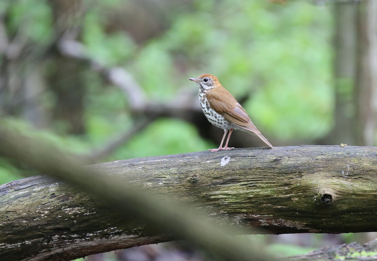 Wood Thrush - Ron Sempier