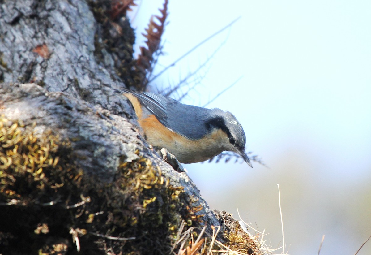 White-tailed Nuthatch - ML571802521