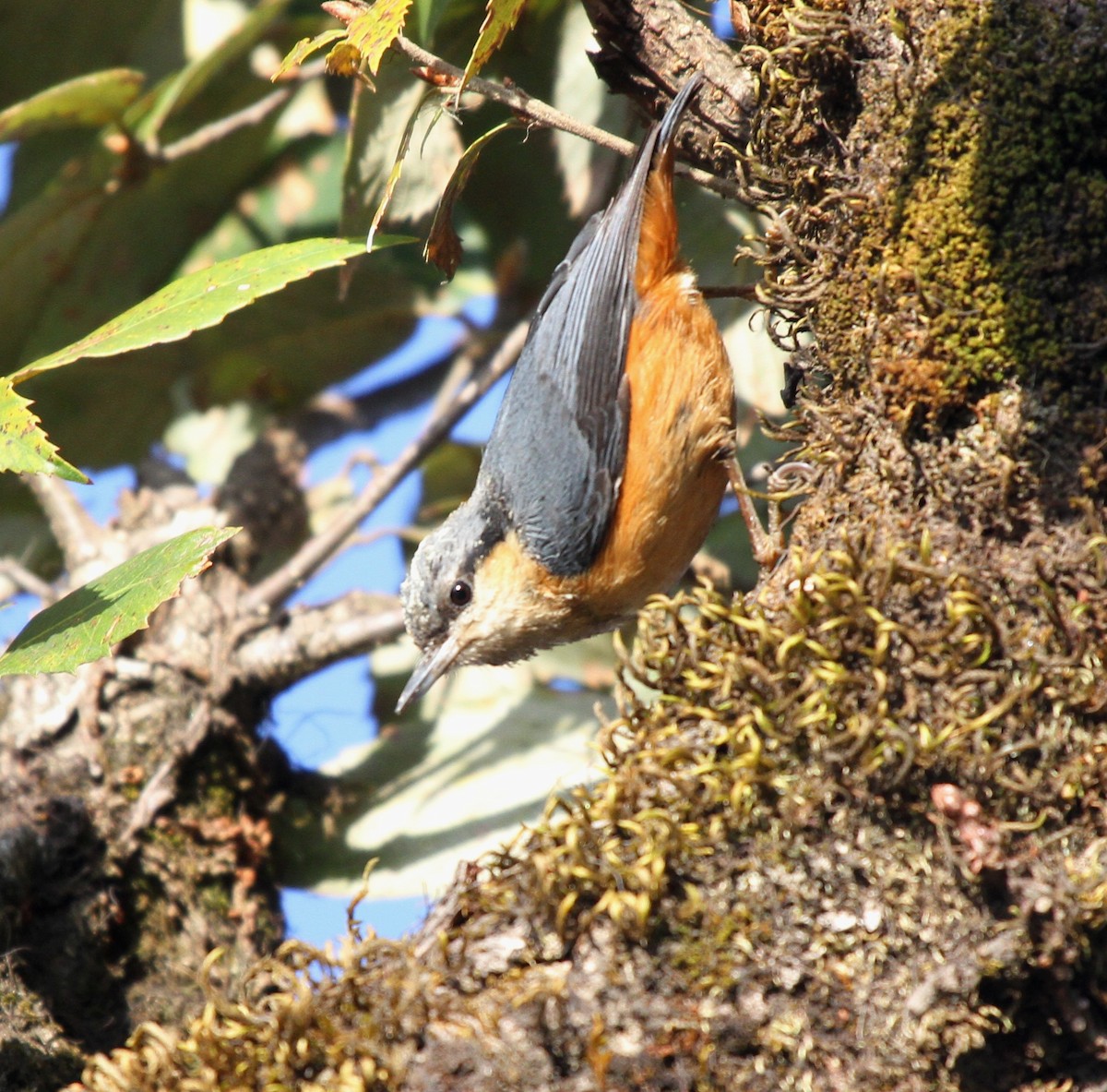 White-tailed Nuthatch - ML571802531