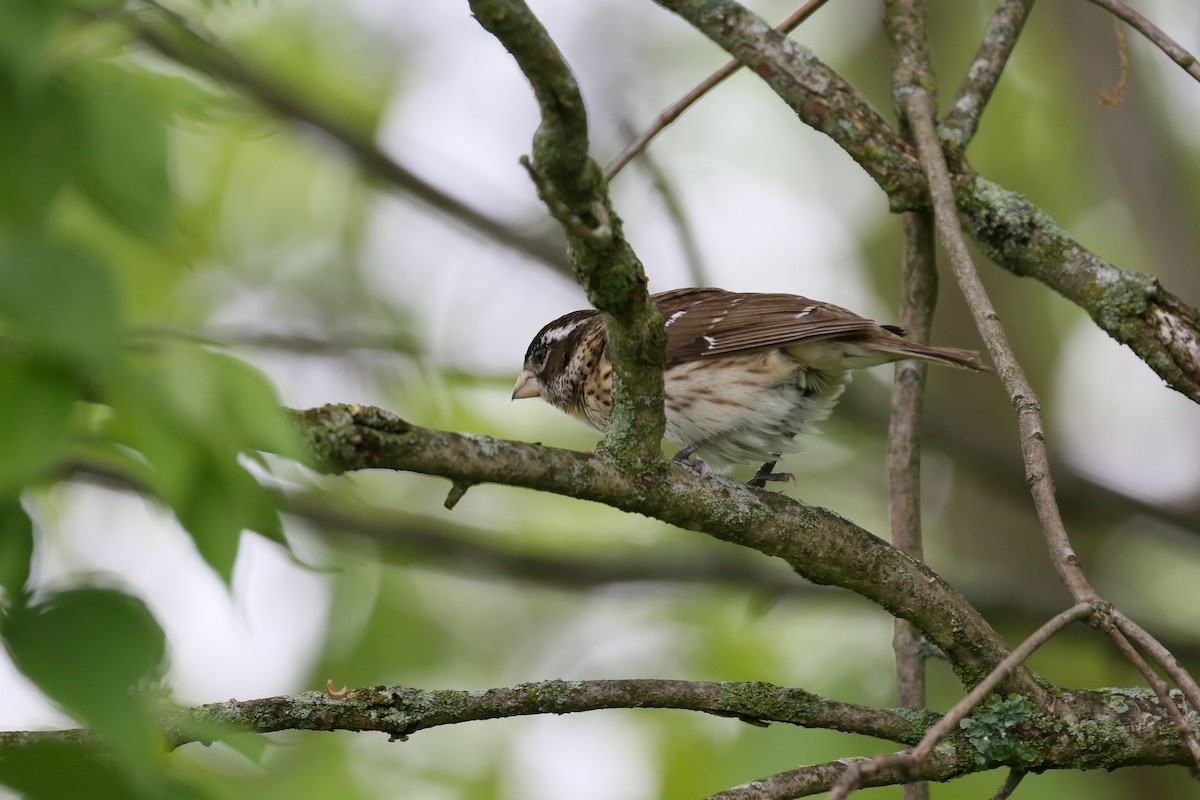 Rose-breasted Grosbeak - Ron Sempier