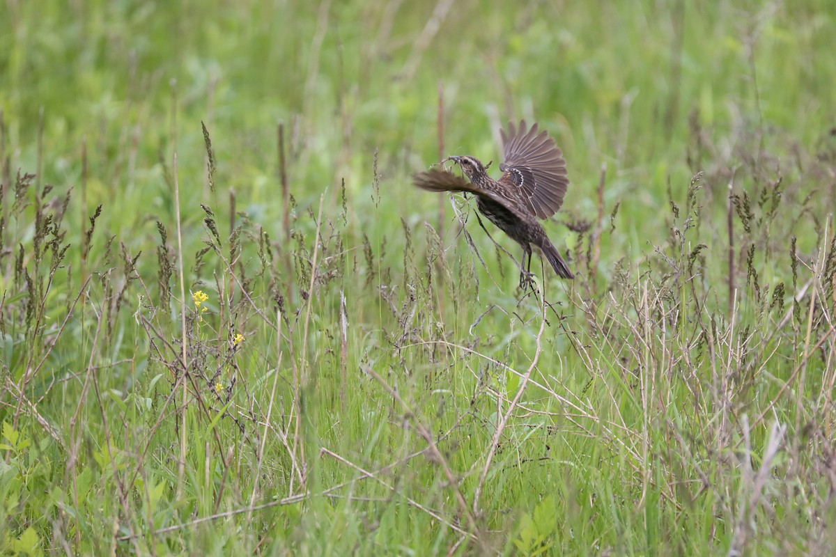 Red-winged Blackbird - Ron Sempier