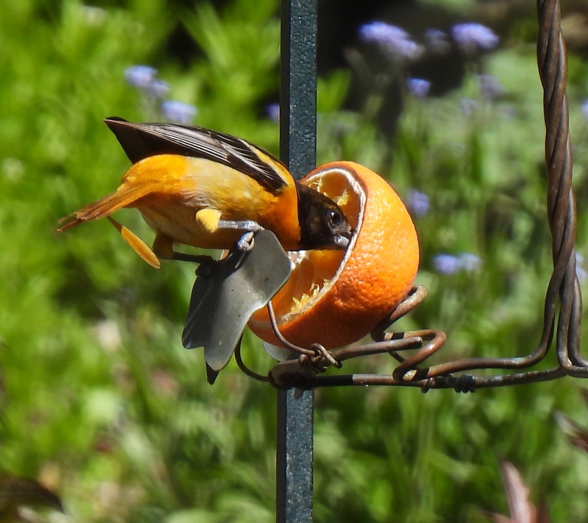 Baltimore Oriole - ML571803301