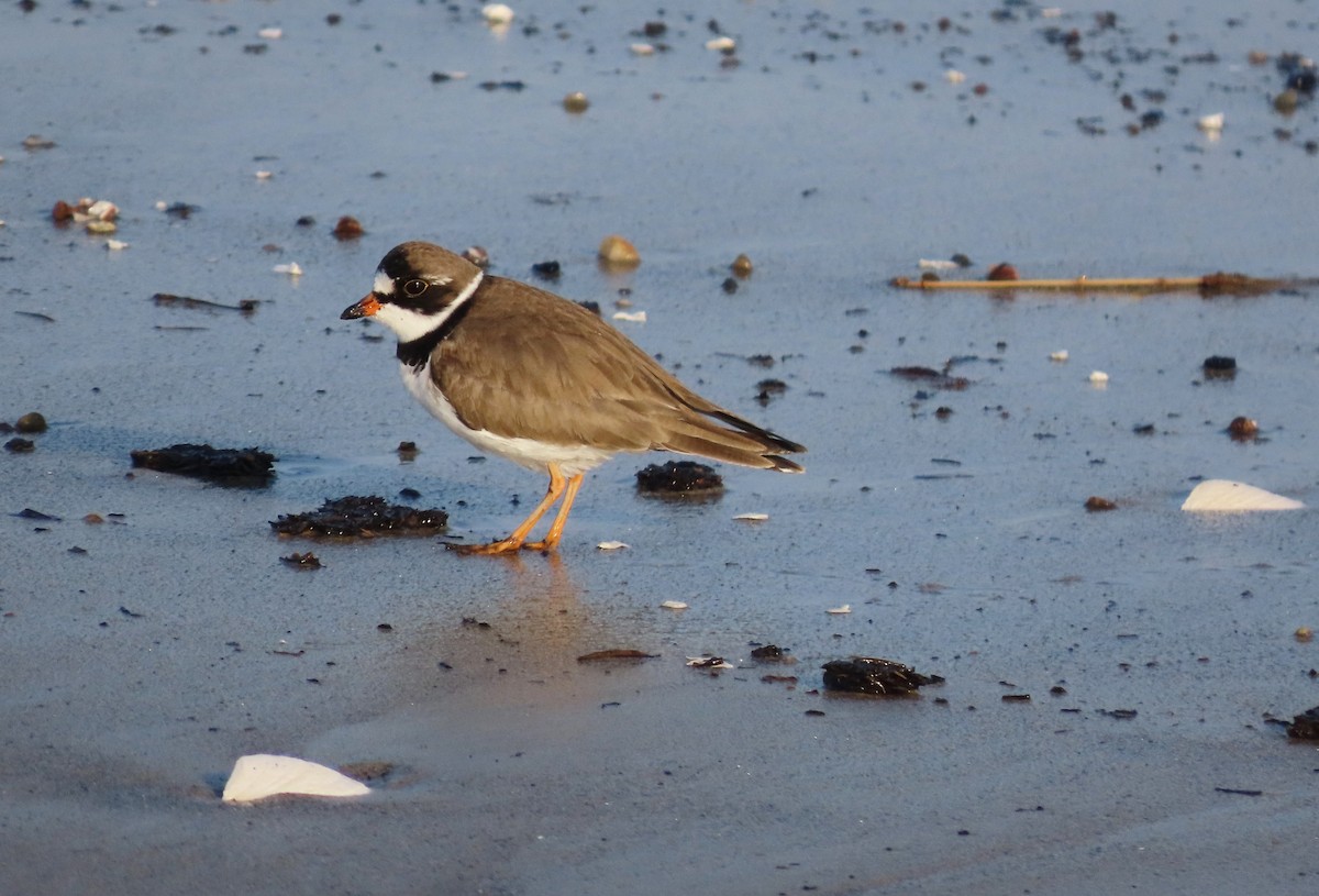 Semipalmated Plover - ML571803461