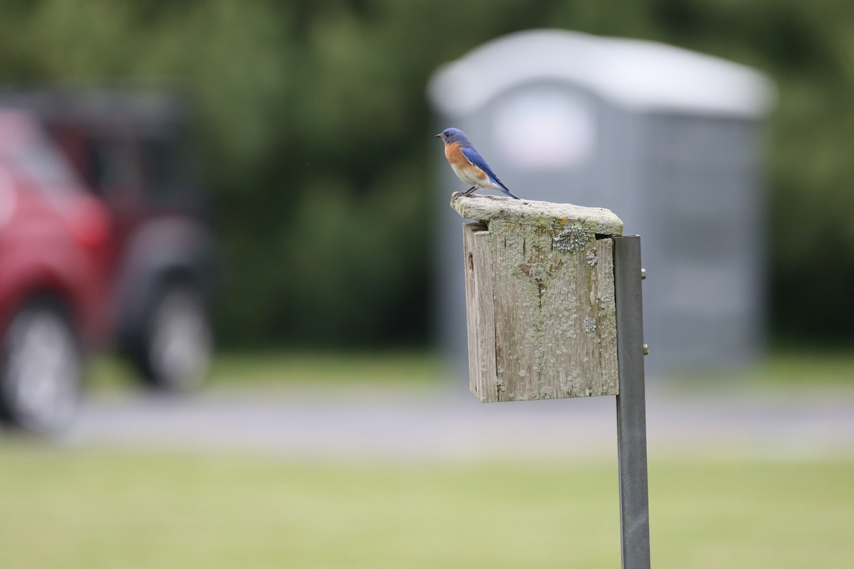 Eastern Bluebird - ML571803651