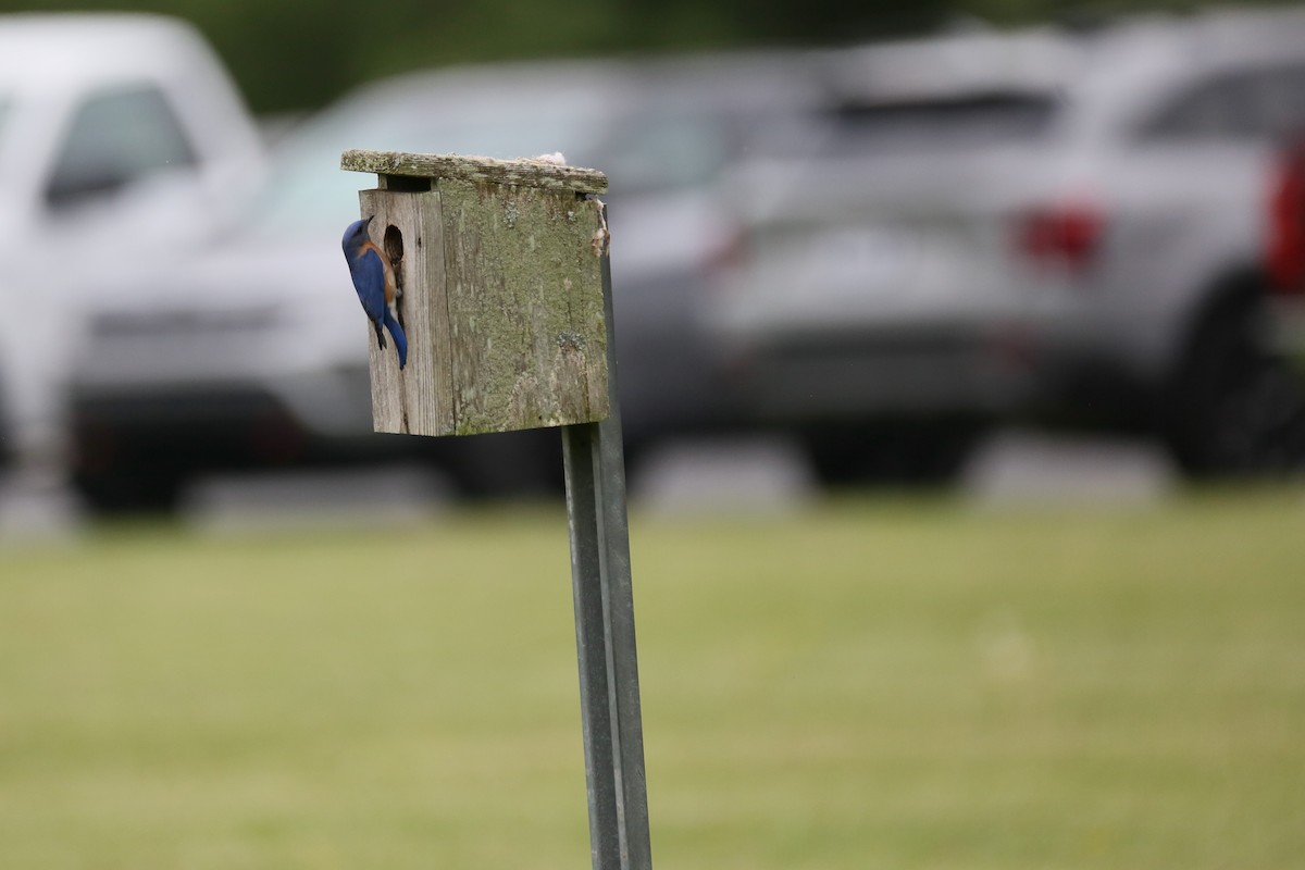 Eastern Bluebird - Ron Sempier