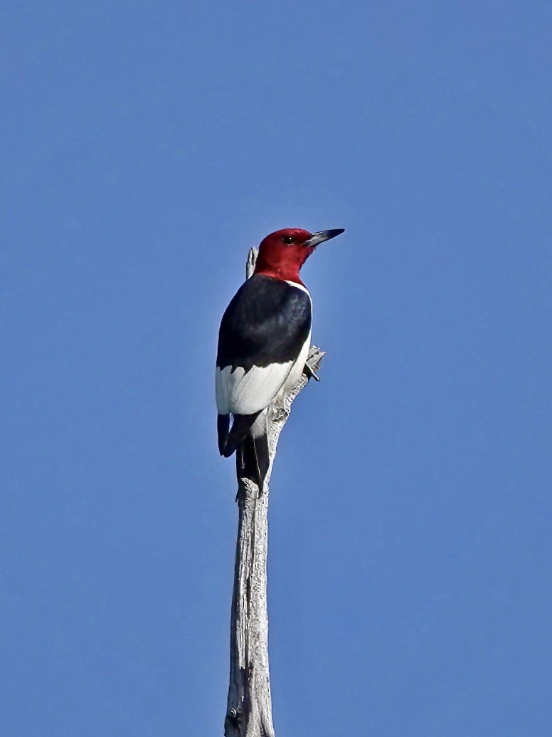 Pic à tête rouge - ML571804321