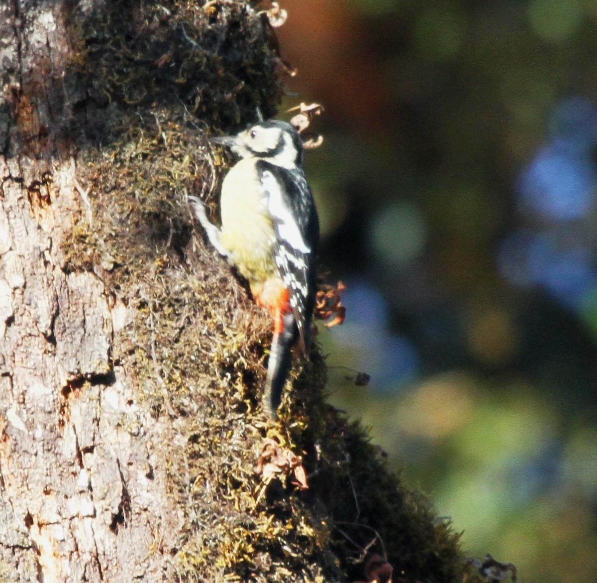 Himalayan Woodpecker - ML571804461
