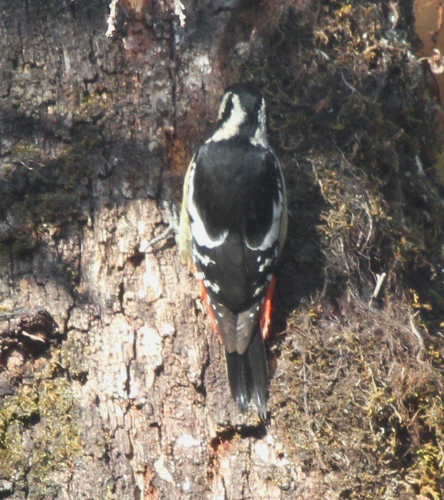 Himalayan Woodpecker - ML571804471