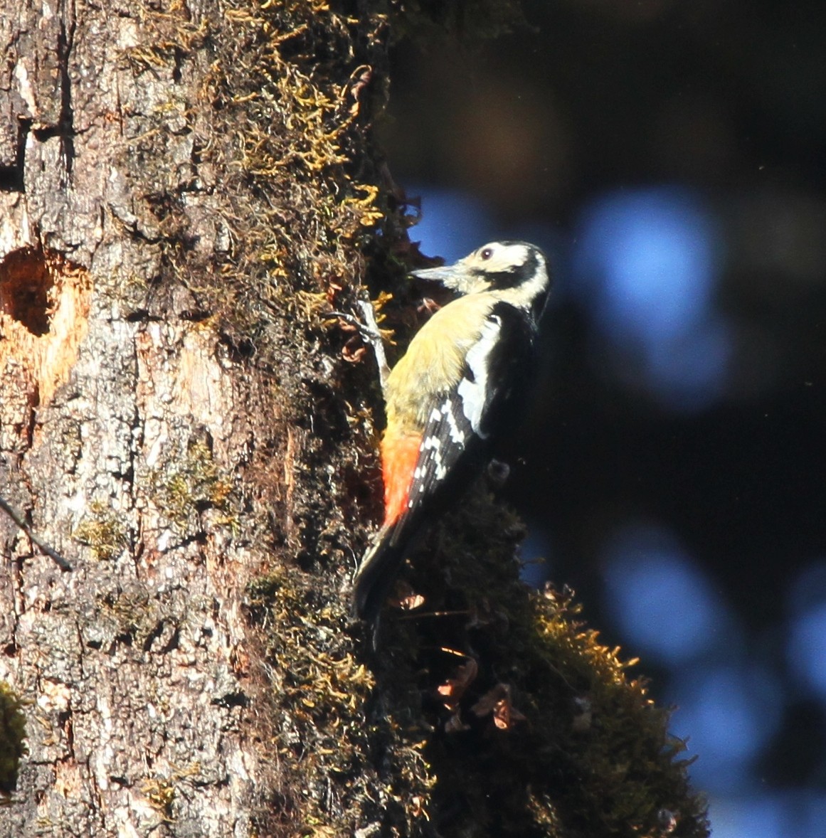 Himalayan Woodpecker - ML571804481