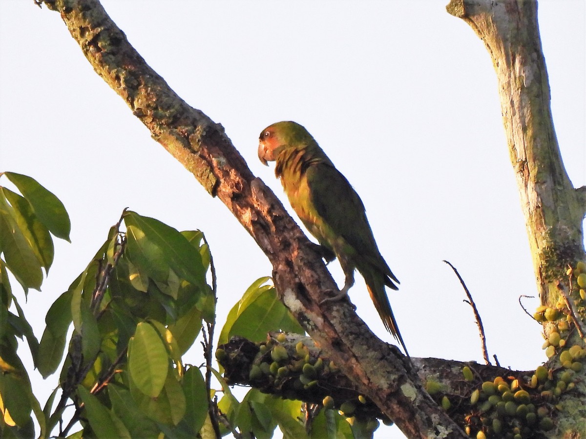 Uzun Kuyruklu Yeşil Papağan - ML571804981