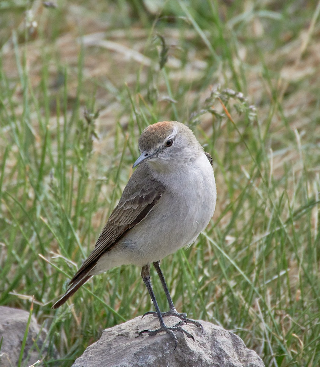 White-browed Ground-Tyrant - Angélica  Abarca