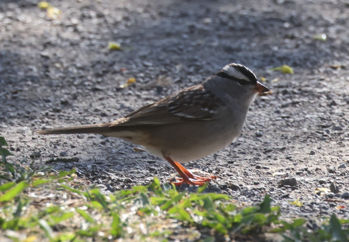 White-crowned Sparrow - ML571805761