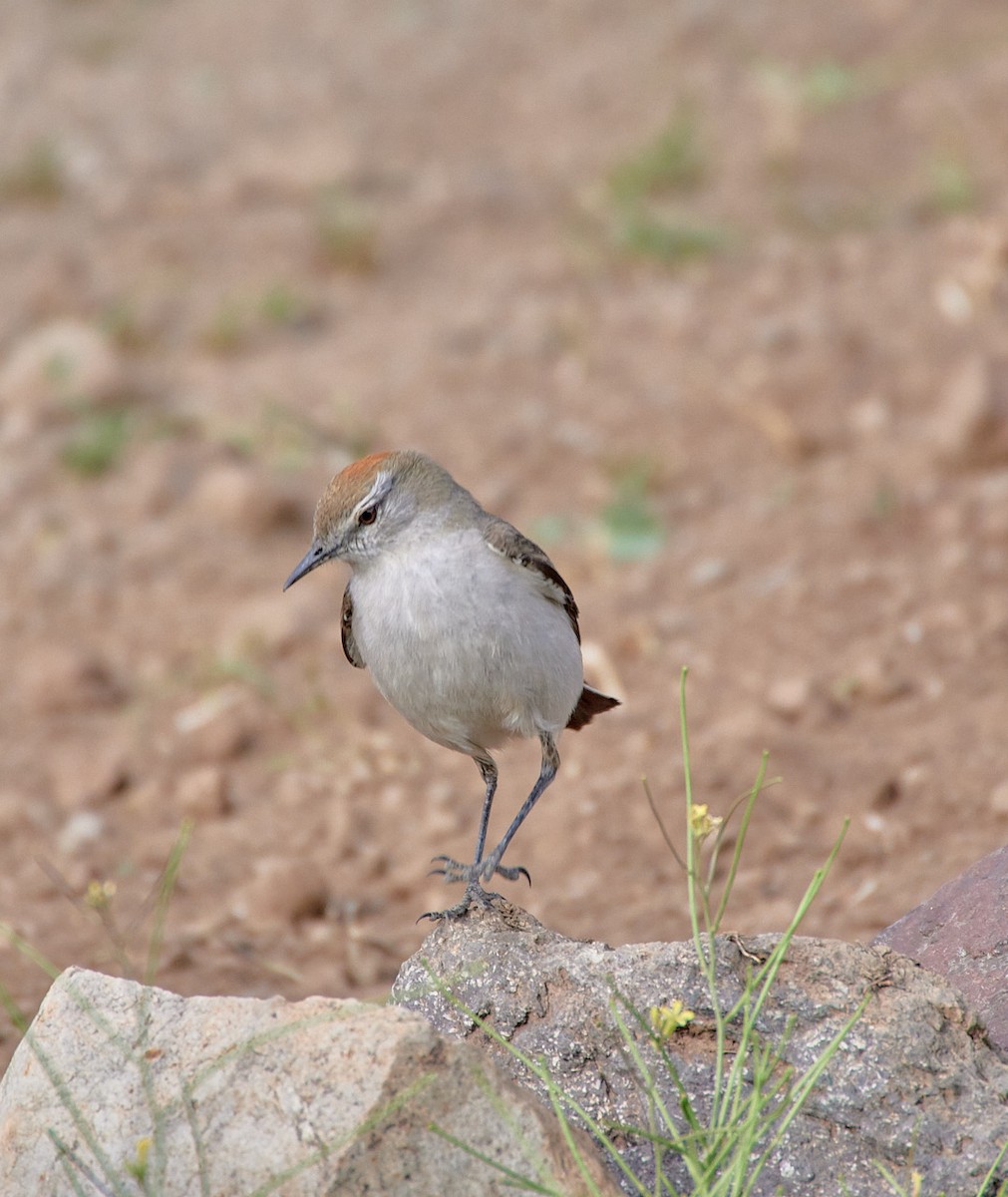 White-browed Ground-Tyrant - Angélica  Abarca