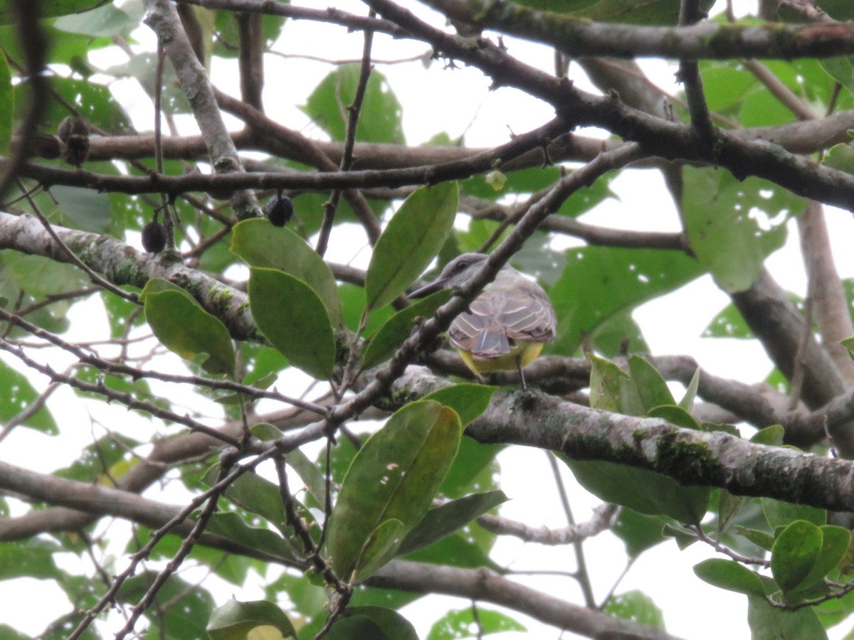 Tropical Kingbird - ML571807071