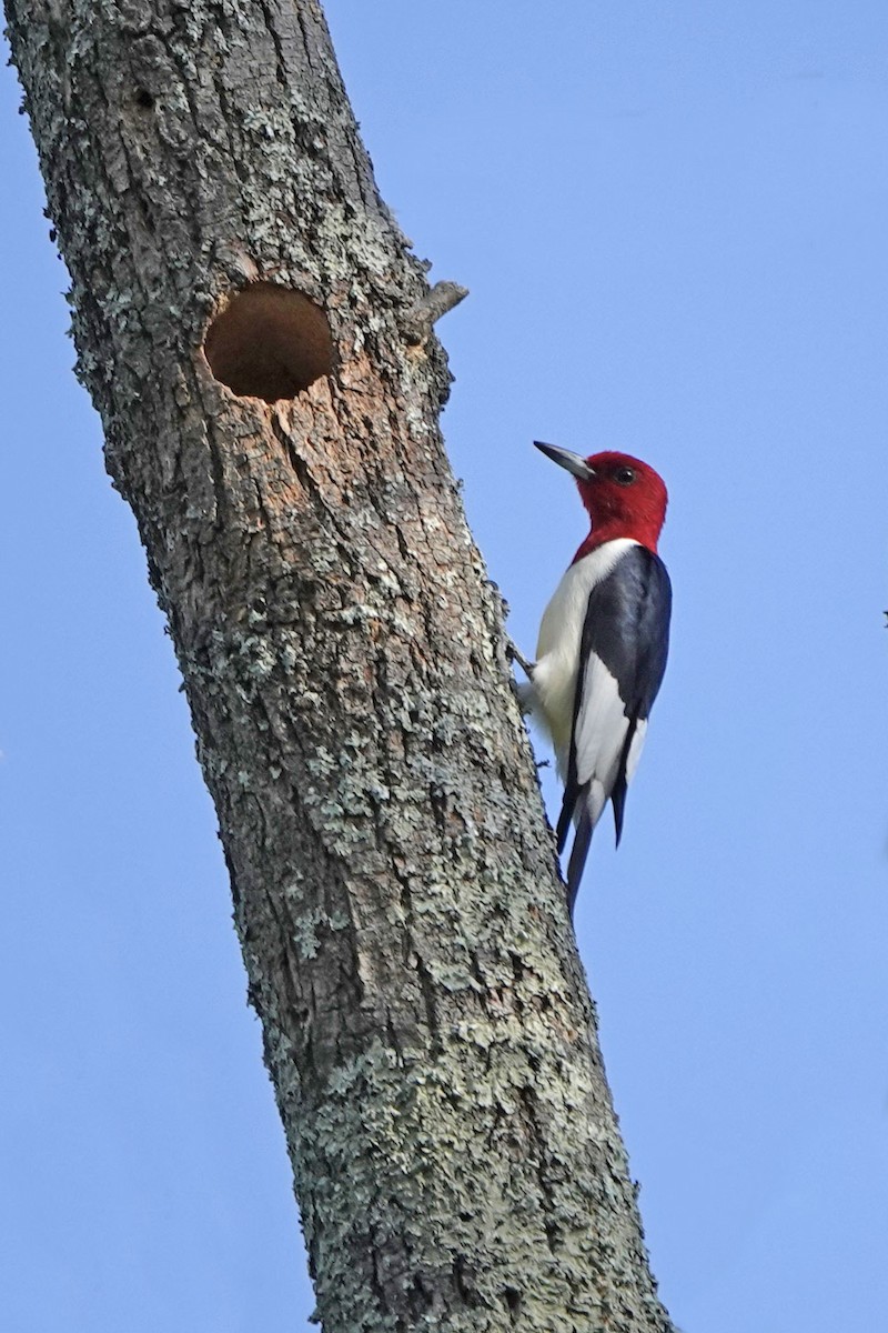 Red-headed Woodpecker - ML571807091