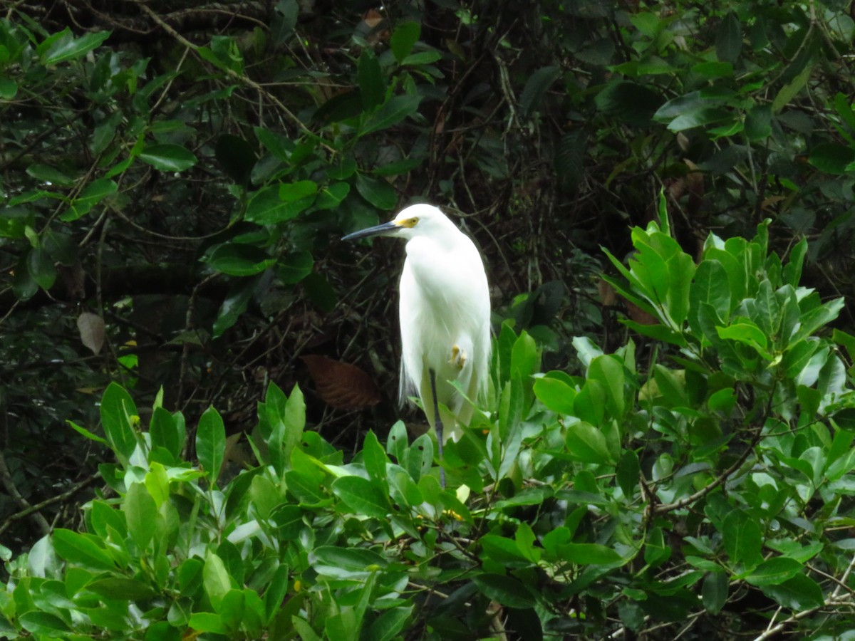 Snowy Egret - ML571807681