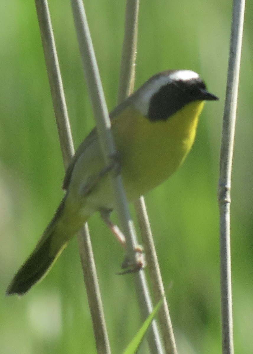 Common Yellowthroat - Bruce Albertson