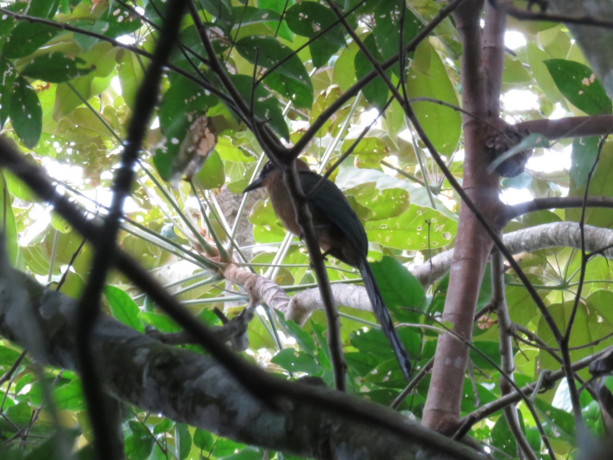 Amazonian Motmot - ML571808161