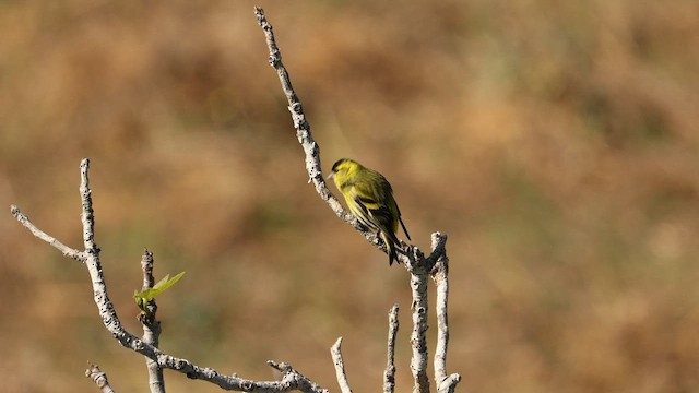 Eurasian Siskin - ML571808201