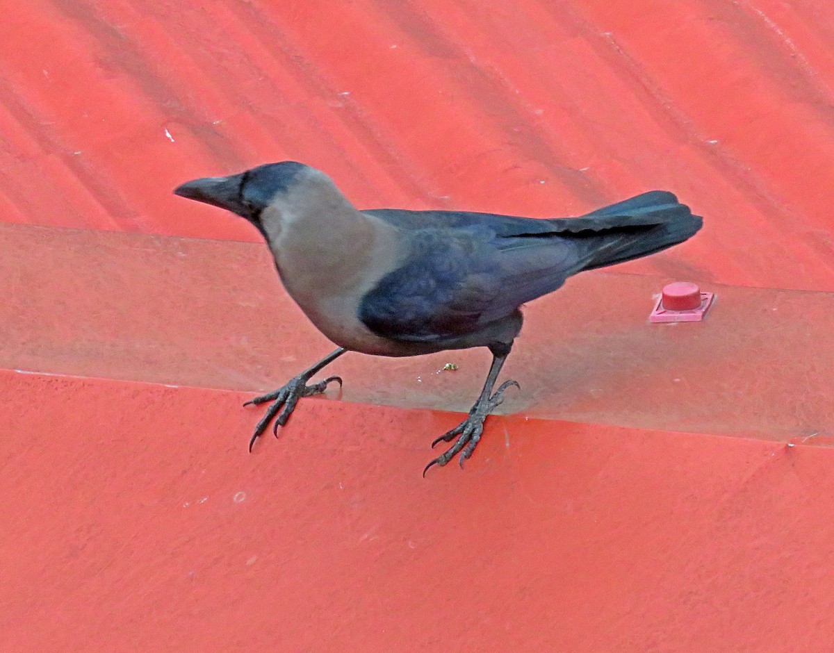 House Crow - ML571808211