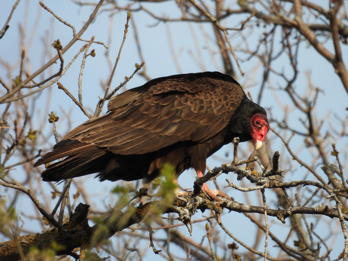 Turkey Vulture - ML571809451