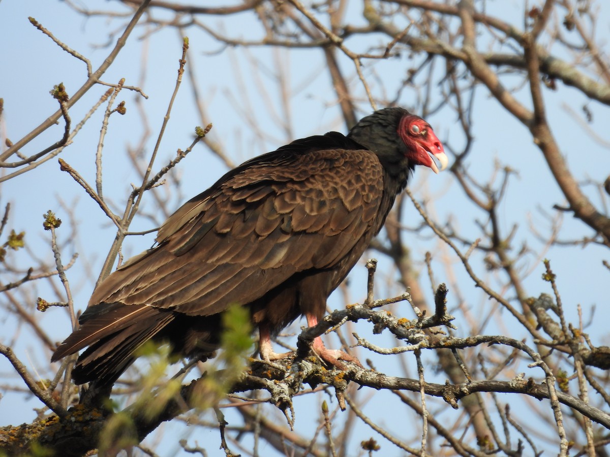 Turkey Vulture - ML571809461