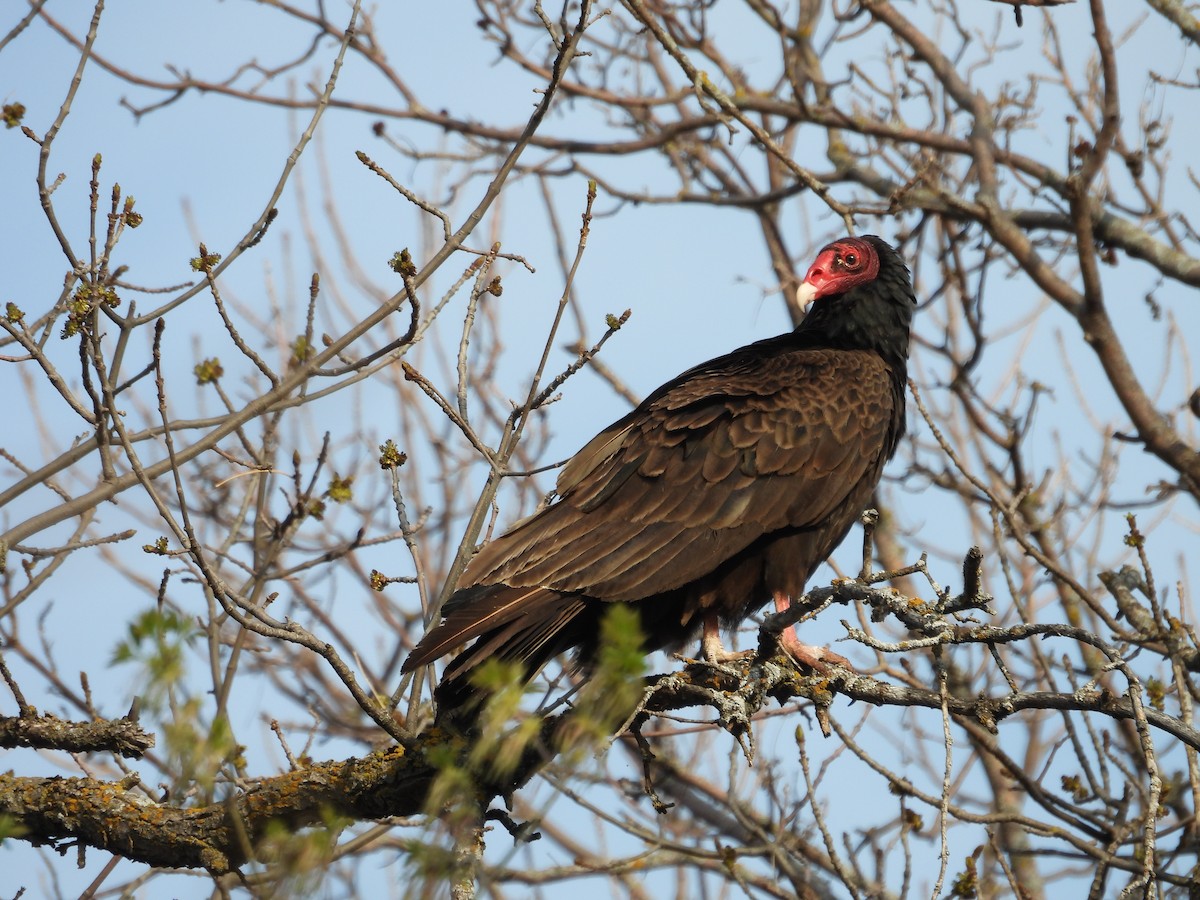 Turkey Vulture - ML571809471