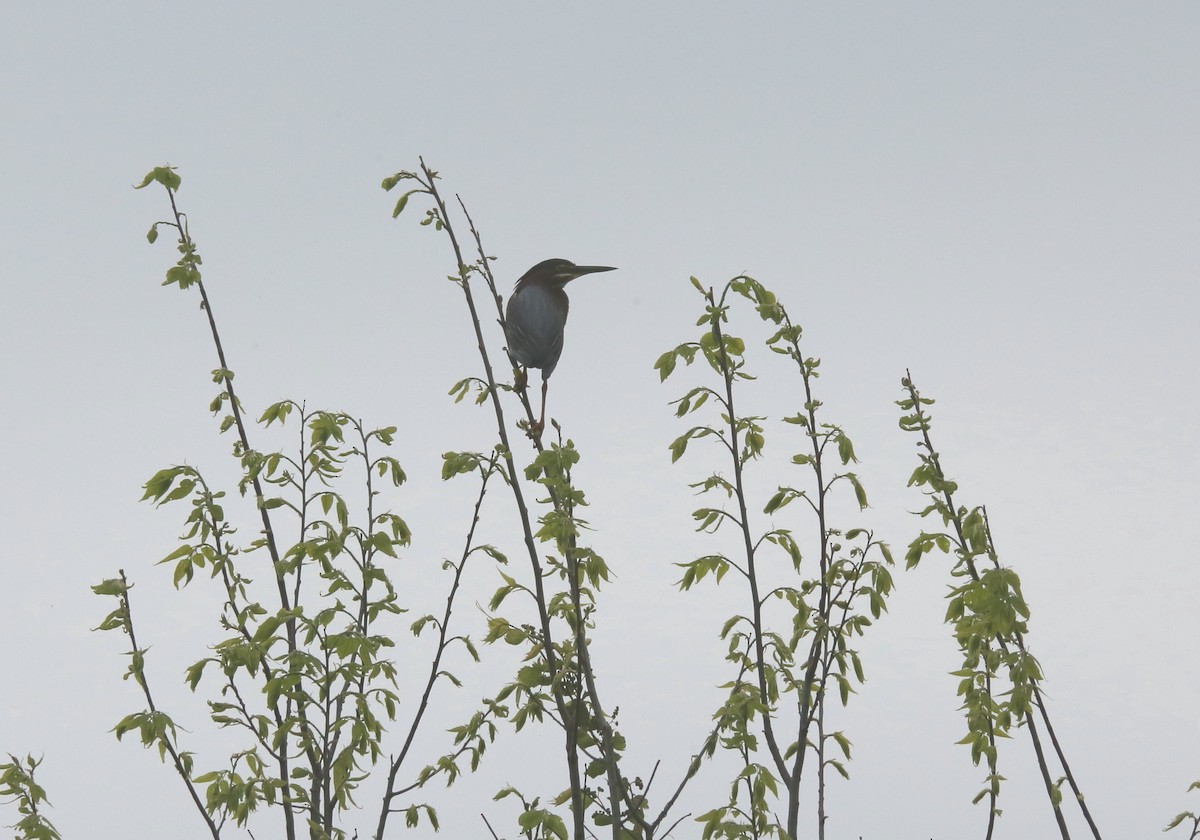 Green Heron - ML571809721