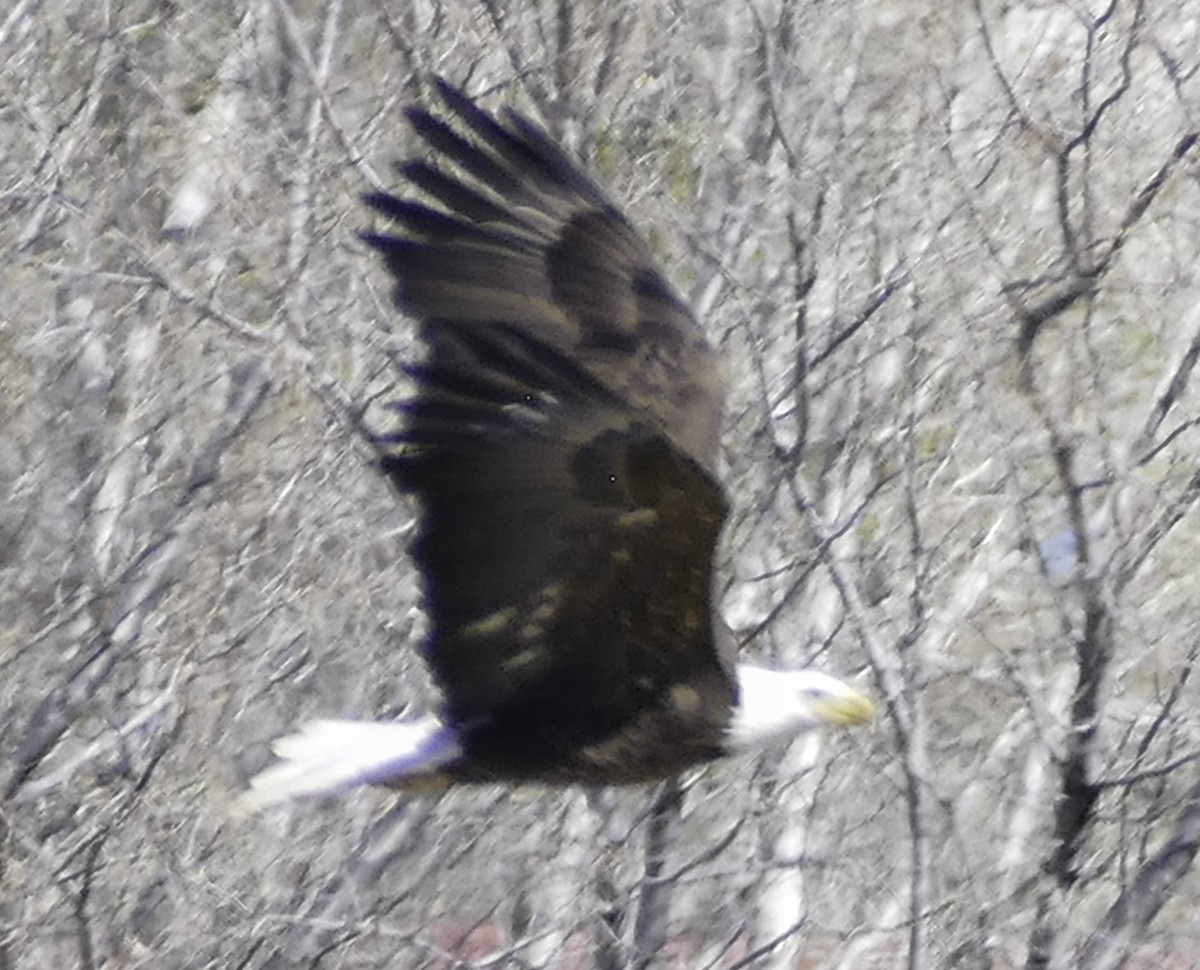 Bald Eagle - ML571810161